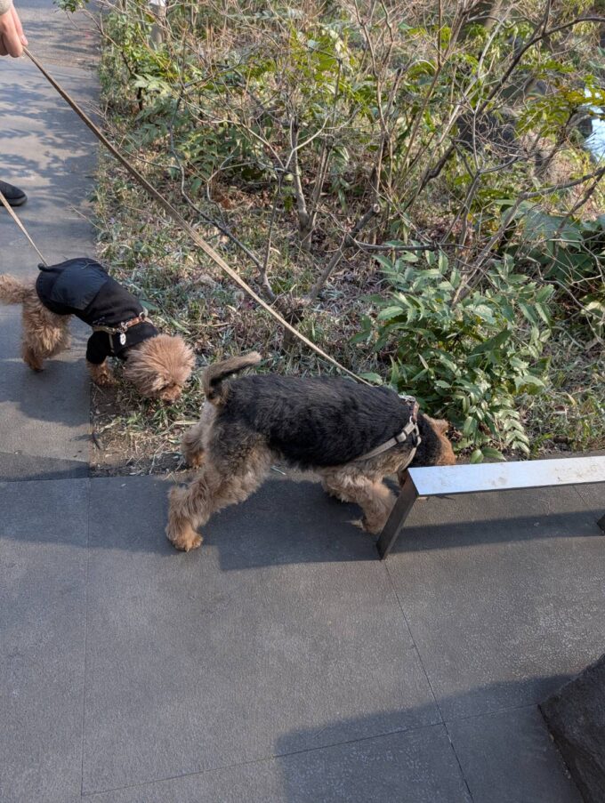 食べる前にお店の外で散歩