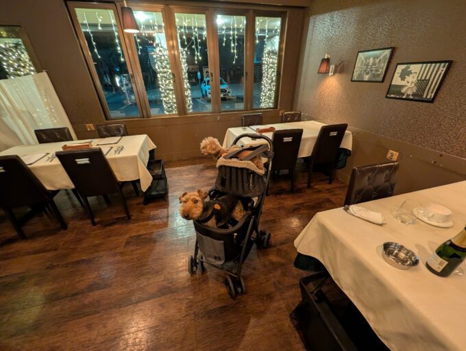 店内　犬連れさんがたくさんいました