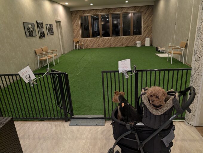 屋内ドッグラン