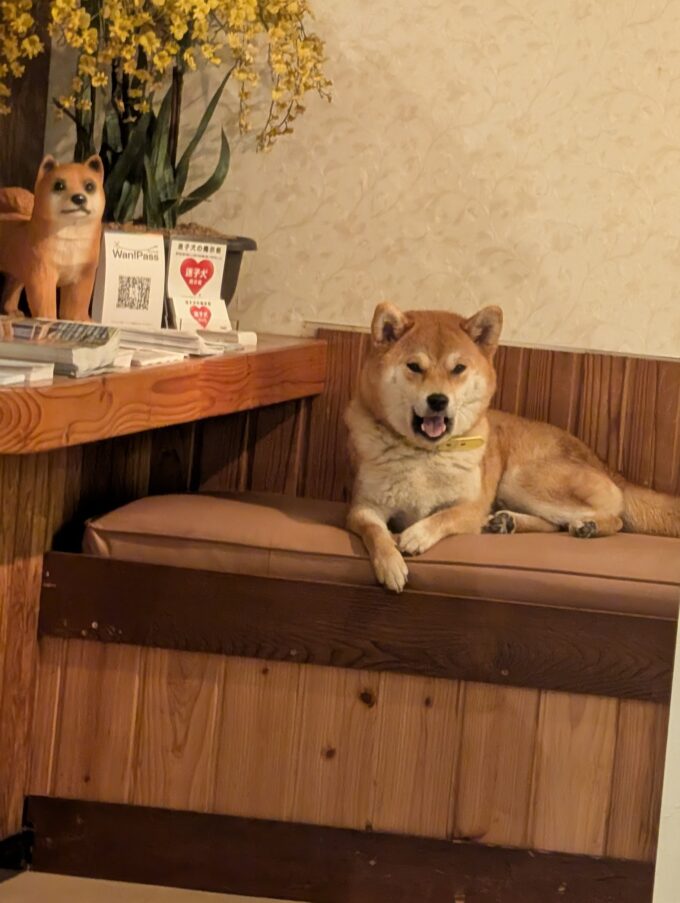 お店の看板犬